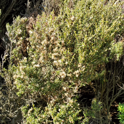 Olearia solandri, a dense shrub with small, leathery green leaves and clusters of small, fluffy white flowers, thrives in coastal environments.