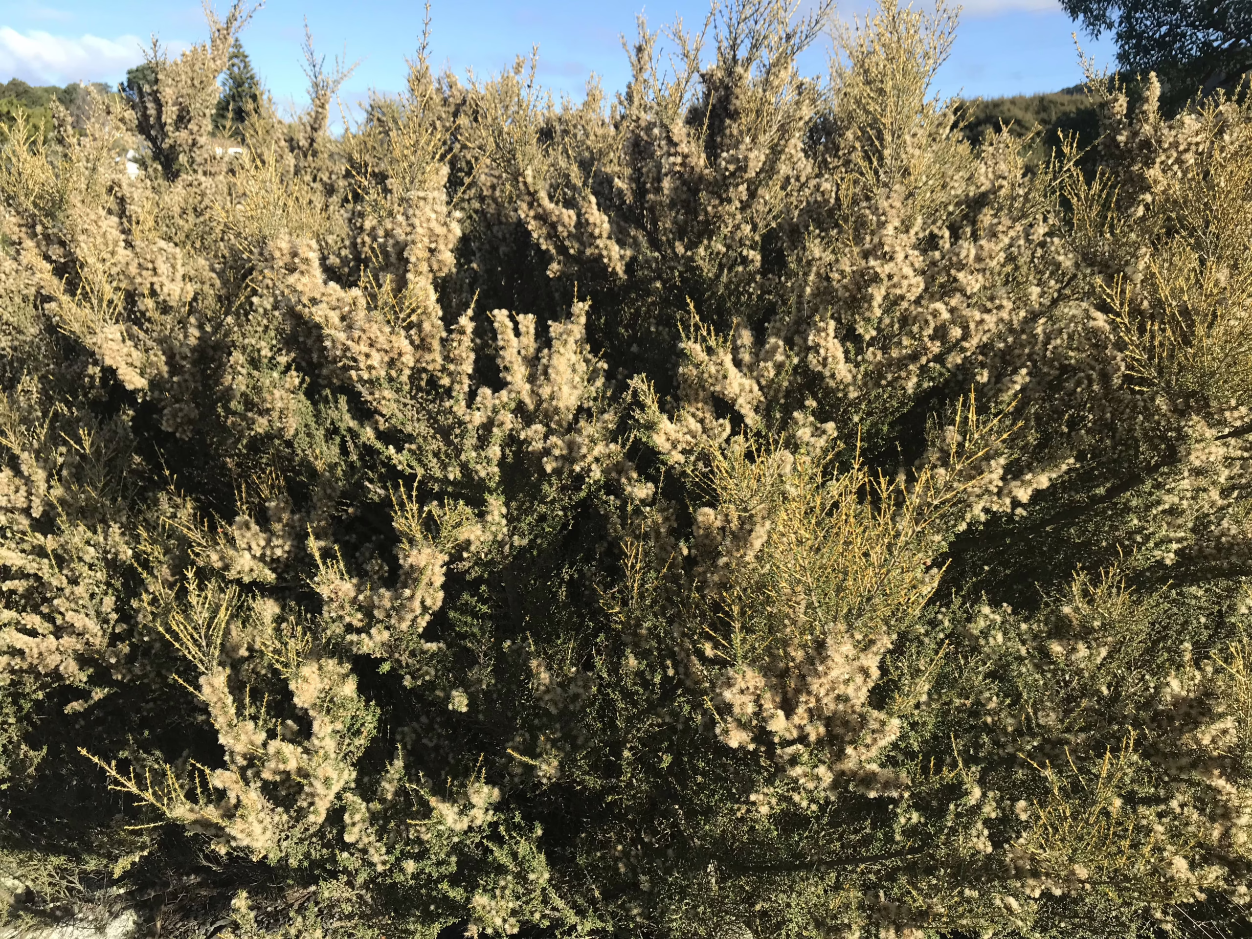 Dense Olearia solandri shrub with fine, feathery, pale green foliage and fluffy seed heads, ideal for hedging and coastal gardens