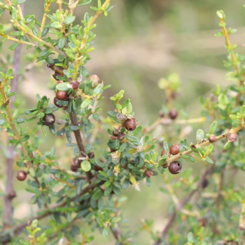 Olearia solandri plant with small green leaves and clusters of dark brown berries on thin branches, blurred green background