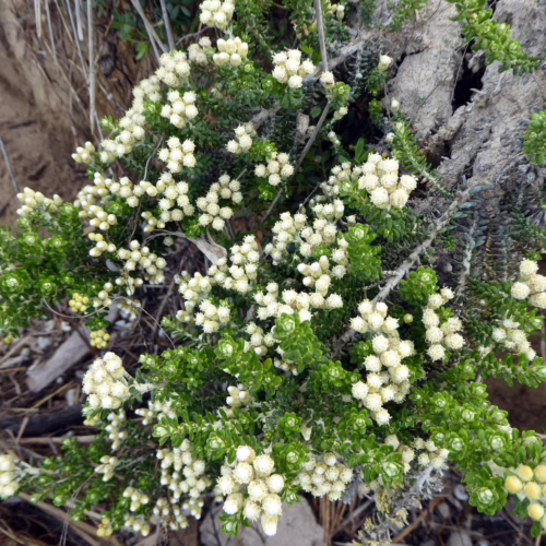 Ozothamnus leptophyllus, a shrub with dense clusters of small white flowers and green foliage, growing near rocks and dry vegetation.