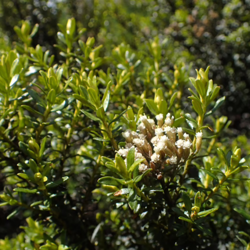 Close-up of Ozothamnus leptophyllus shrub with small white flower clusters and green leaves, showcasing its delicate natural beauty