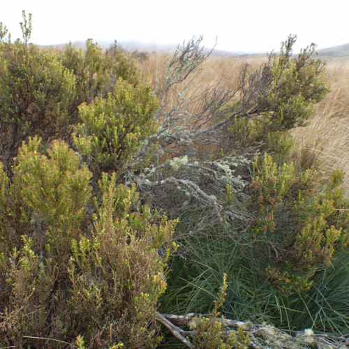 Close-up of Ozothamnus leptophyllus, a dense shrub with small green leaves and some dry, grey branches, surrounded by tall, dry grasses and green tussock grass.