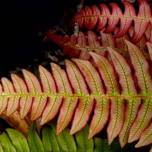 Close-up of vibrant red and green fronds of Parablechnum novae-zelandiae fern, showcasing intricate patterns and delicate leaf structure