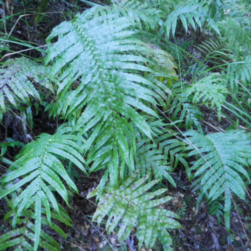 Lush green fronds of Parablechnum novae-zelandiae, also known as the crown fern, unfurl in a dense forest setting.