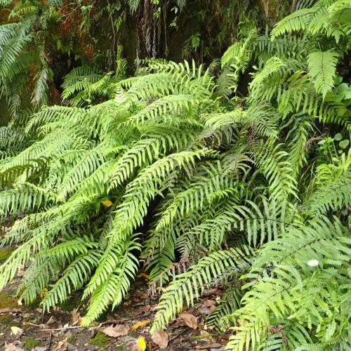 Lush, vibrant green Parablechnum novae-zelandiae ferns cascade over mossy ground, creating a dense, natural forest floor scene.