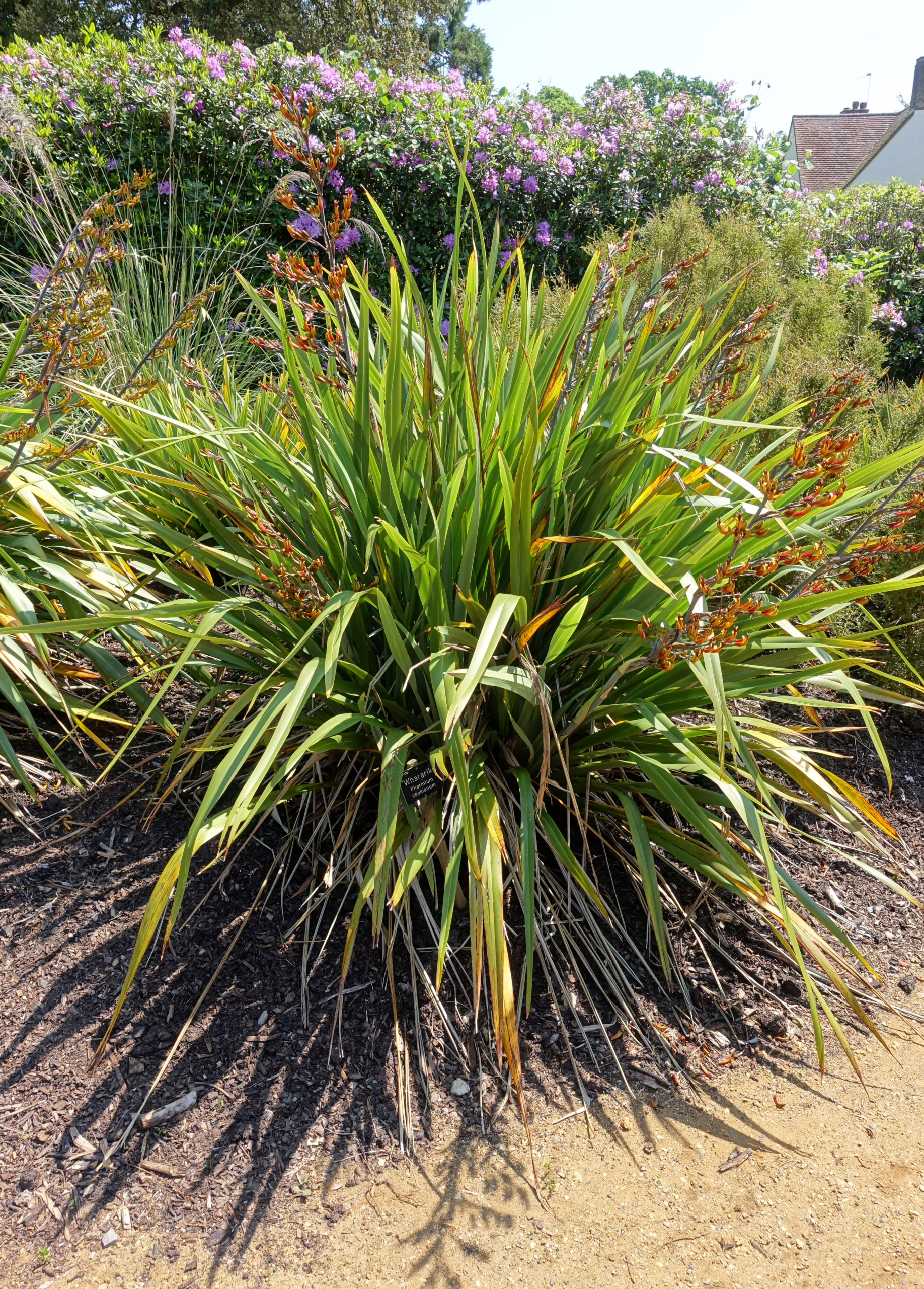 Phormium cookianum, a vibrant green flax lily with arching leaves and striking orange-bronze flower spikes, adds a tropical flair to garden landscapes.