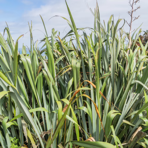 Lush green Phormium cookianum plants with long, sword-like leaves, thriving in a coastal environment under a blue sky
