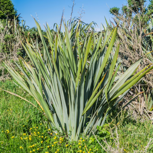 Phormium cookianum, a large flax plant with long, sword-like green leaves, growing in a grassy field with small yellow wildflowers.