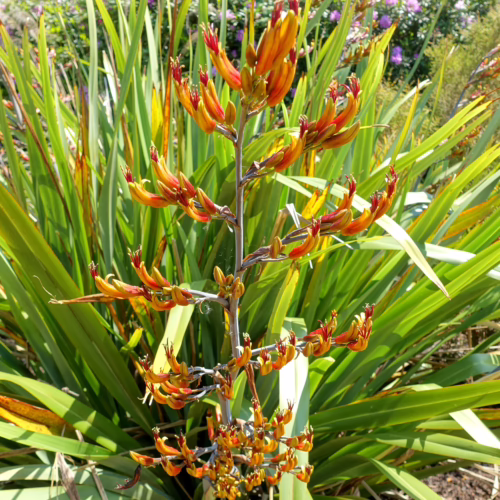 Phormium cookianum plant with striking, tall, arching flower stalk bearing numerous small, reddish-orange buds and blooms, set against lush green foliage.