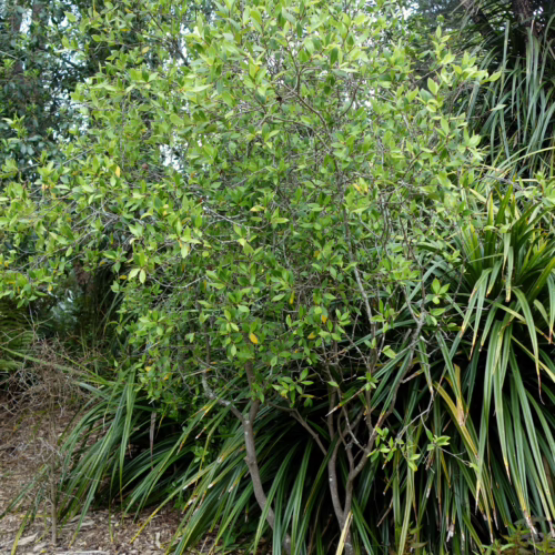 Pittosporum cornifolium shrub with dense green foliage and slender branches, surrounded by long, spiky leaves and mulch ground cover.