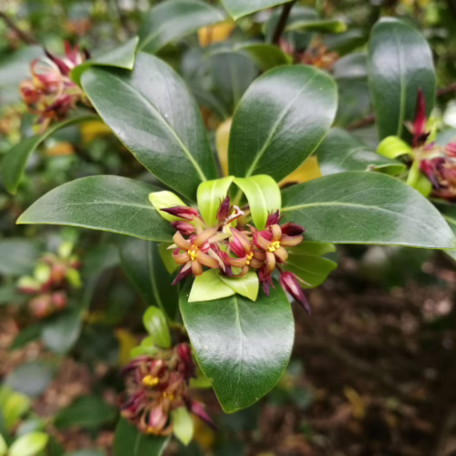 Pittosporum cornifolium plant with glossy green leaves and clusters of small, star-shaped reddish-brown flowers with yellow centers.