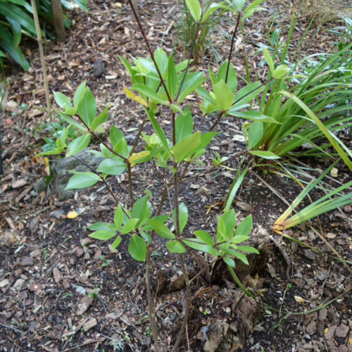 Pittosporum cornifolium seedling with glossy green leaves and thin brown stems, growing in a garden bed with mulch and other plants.