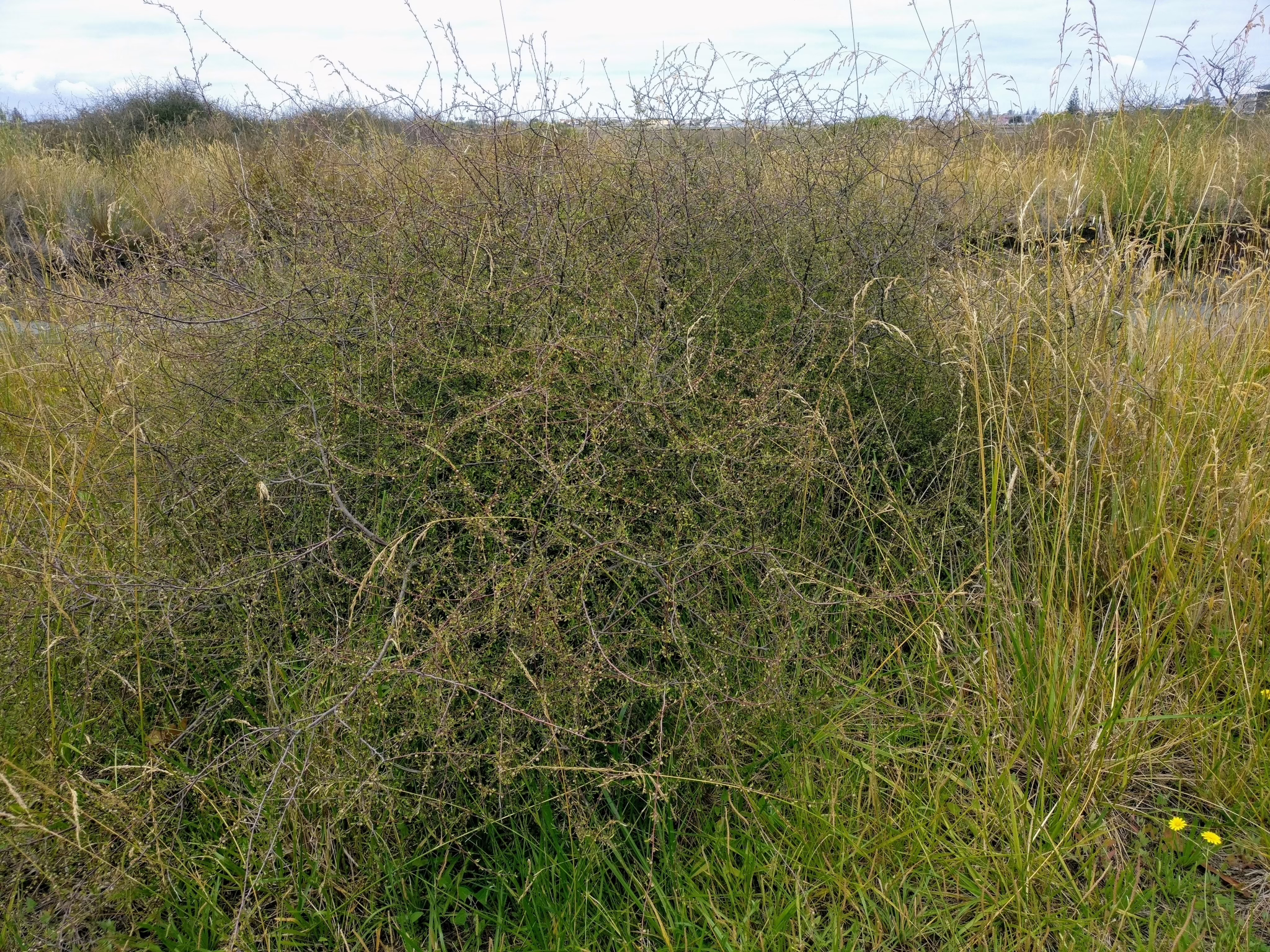 Dense, tangled shrub of Plagianthus divaricatus with small leaves and branches, surrounded by tall grasses and reeds in a natural wetland setting.