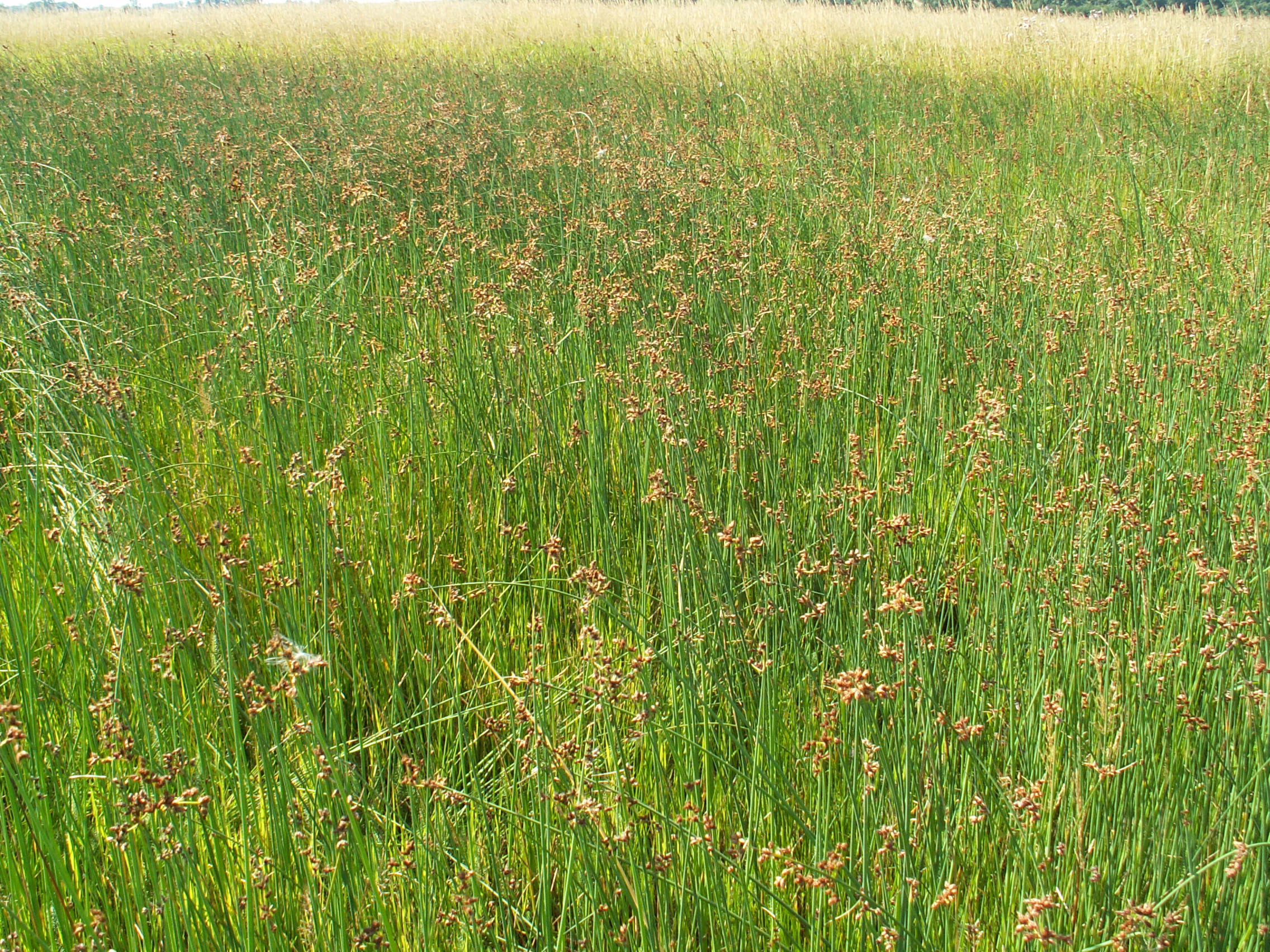 Dense field of Schoenoplectus tabernaemontani, also known as great bulrush, with tall green stems and small brown seed heads, creating a natural wetland habitat