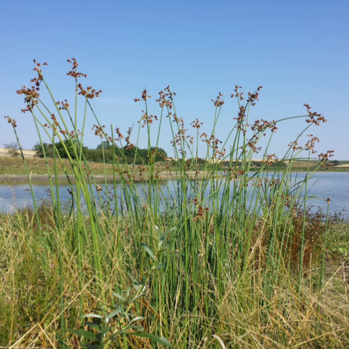 Schoenoplectus tabernaemontani, also known as softstem bulrush, grows tall and green with brown seed heads by a calm lake under a clear blue sky.