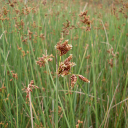 Schoenoplectus tabernaemontani, also known as softstem bulrush, features tall green stems with brown seed heads in a natural wetland setting.
