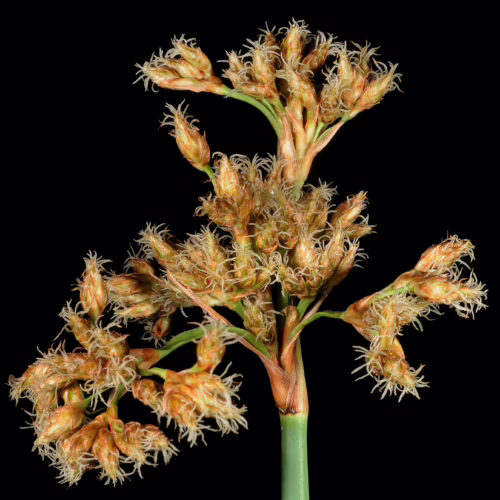 Close-up of Schoenoplectus tabernaemontani seed heads, showing intricate brown, fuzzy structures on green stems against a black background.