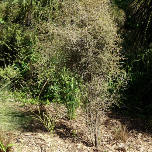 Sophora prostrata, a dwarf shrub with tangled, wiry branches and small leaves, thrives in a garden setting with mulch and surrounding greenery.