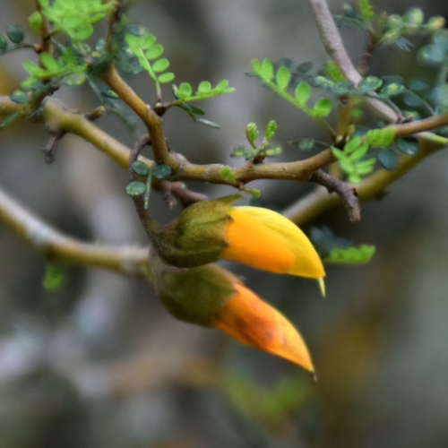 Sophora prostrata buds with vibrant yellow petals emerging from green sepals, set against a backdrop of green leaves and woody branches