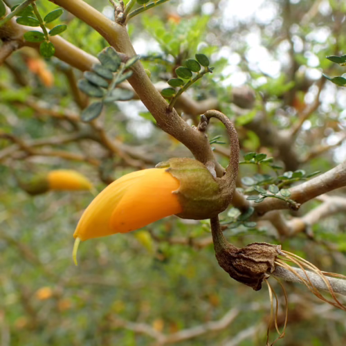 Close-up of a Sophora prostrata plant showing a single, vibrant orange pea-like flower bud emerging from a woody stem, surrounded by small green leaves