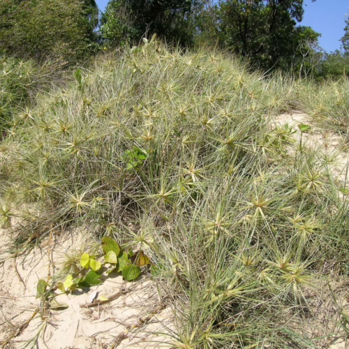 Spinifex sericeus, a hardy coastal grass with spiky, star-like seed heads, growing in sandy dunes with green foliage