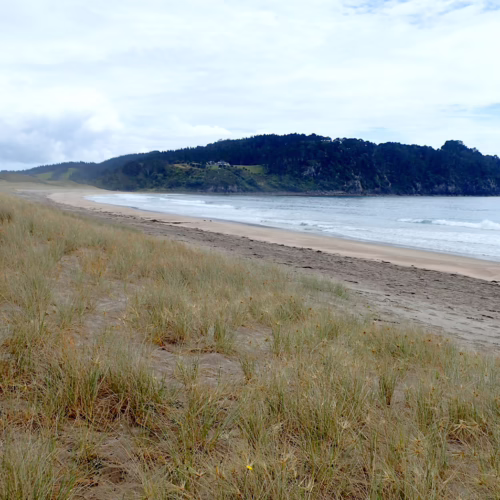 Coastal scene with rolling sand dunes covered in Spinifex sericeus grass, leading to a sandy beach and the ocean under a cloudy sky.