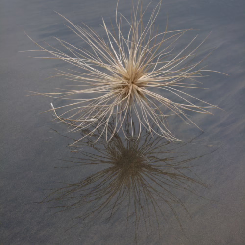 Spinifex sericeus, a dried spiky seed head, rests on wet sand, casting a detailed reflection.