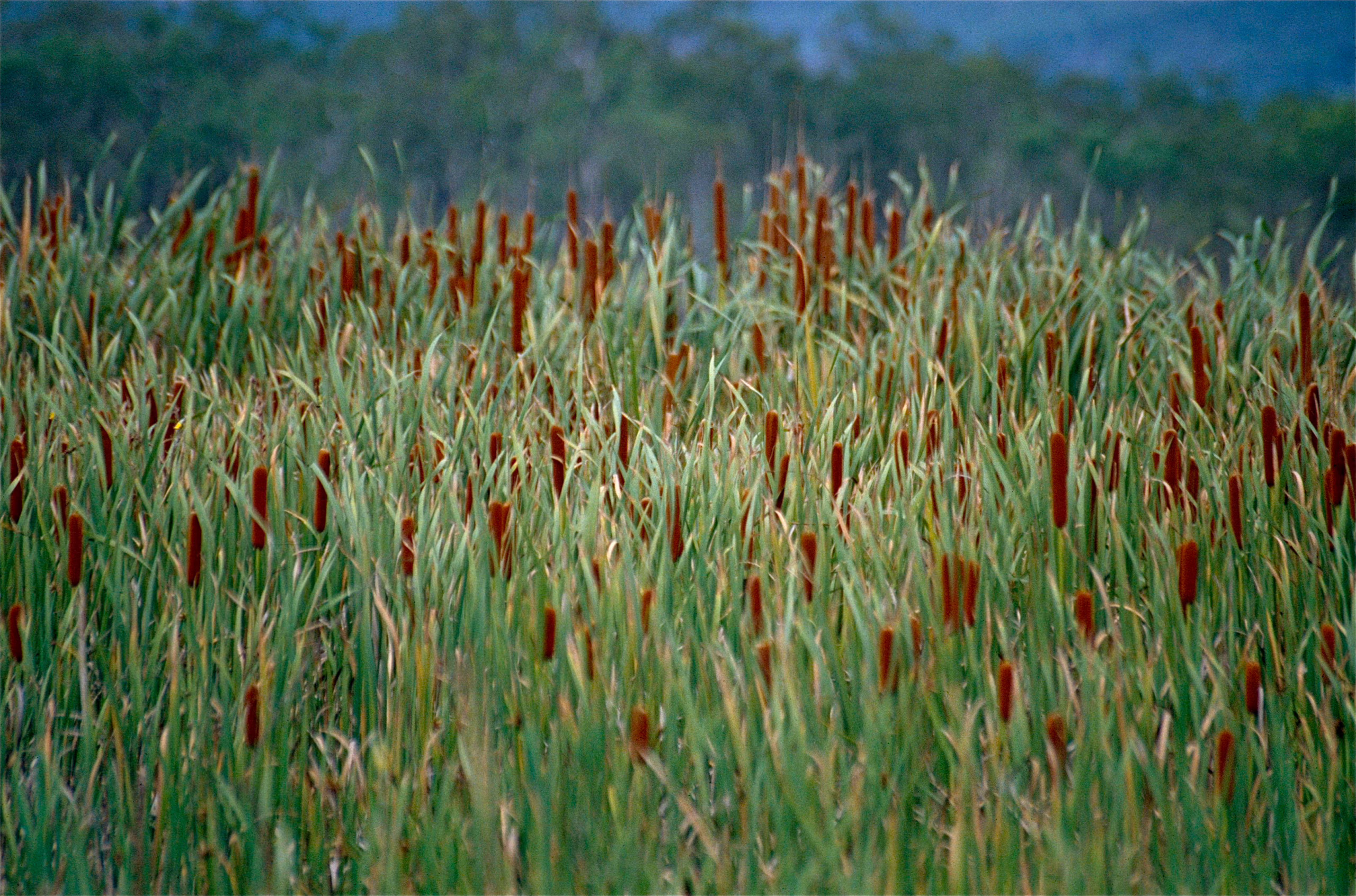 Dense stand of Typha orientalis (cattails) with tall green reeds and dark brown seed heads, creating a natural wetland landscape