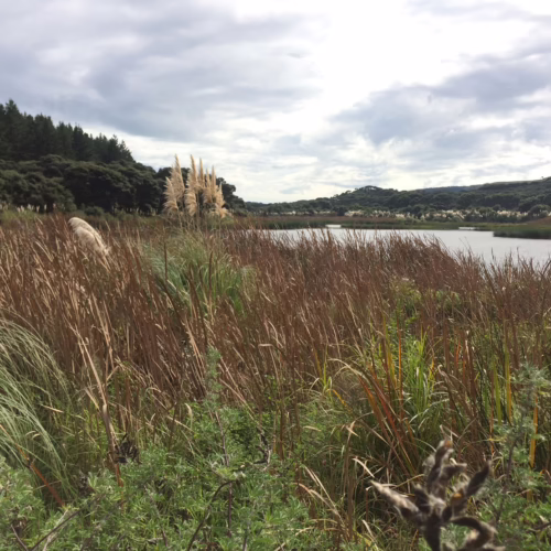 Tall ornamental grasses, possibly Typha orientalis, with feathery plumes sway in the foreground, leading to a tranquil lake surrounded by lush green hills under a cloudy sky.
