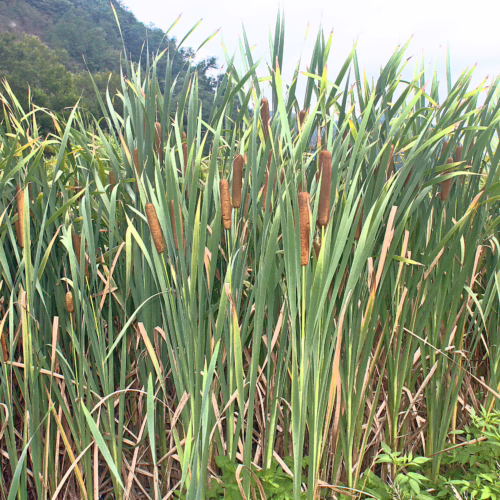 Dense stand of Typha orientalis (cattails) with tall green reeds and brown seed heads, bordering a lush green landscape under a bright sky.