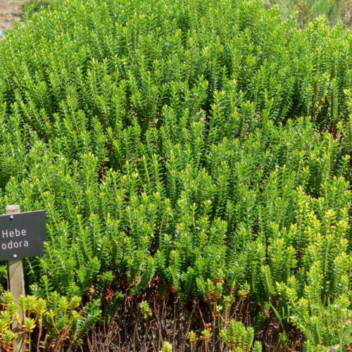 Dense, vibrant green Veronica odora shrub with small, pointed leaves, thriving in sunlight. A small sign reads "Hebe odora".