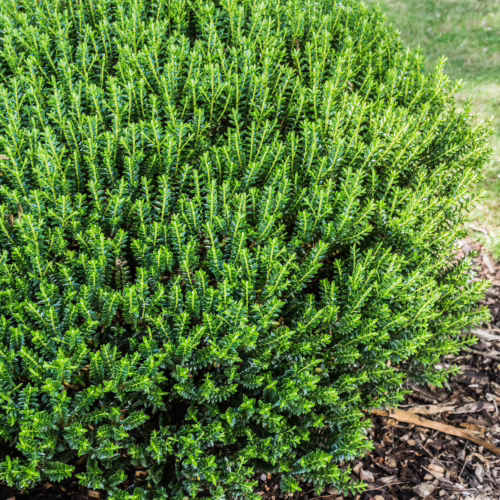 A perfectly manicured, dense, rounded evergreen shrub, Veronica odora, with small, dark green needle-like leaves, mulched with bark chips.