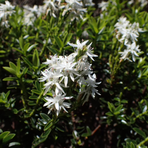 Close-up of a Veronica odora shrub with abundant clusters of small, delicate white flowers and glossy green leaves, showcasing its natural beauty and dense foliage.
