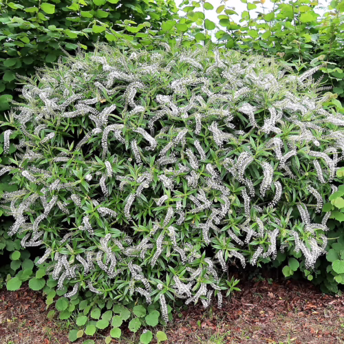 A lush, full Veronica salicifolia shrub with abundant spiky white flower clusters, set against a backdrop of green foliage.