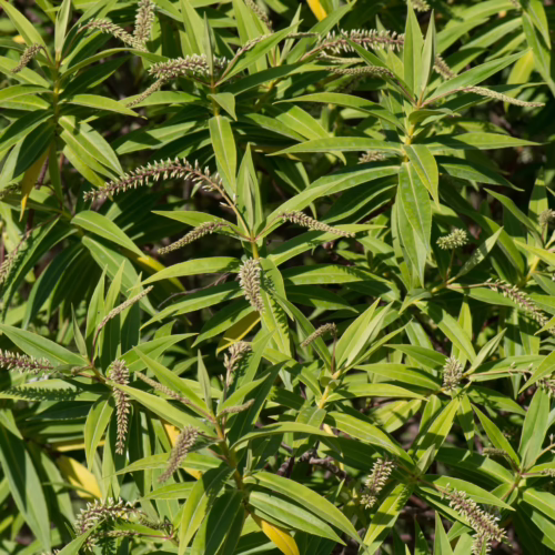 Close-up of lush green Veronica salicifolia plant with long, narrow leaves and spiky, pale flower spikes emerging from the stems