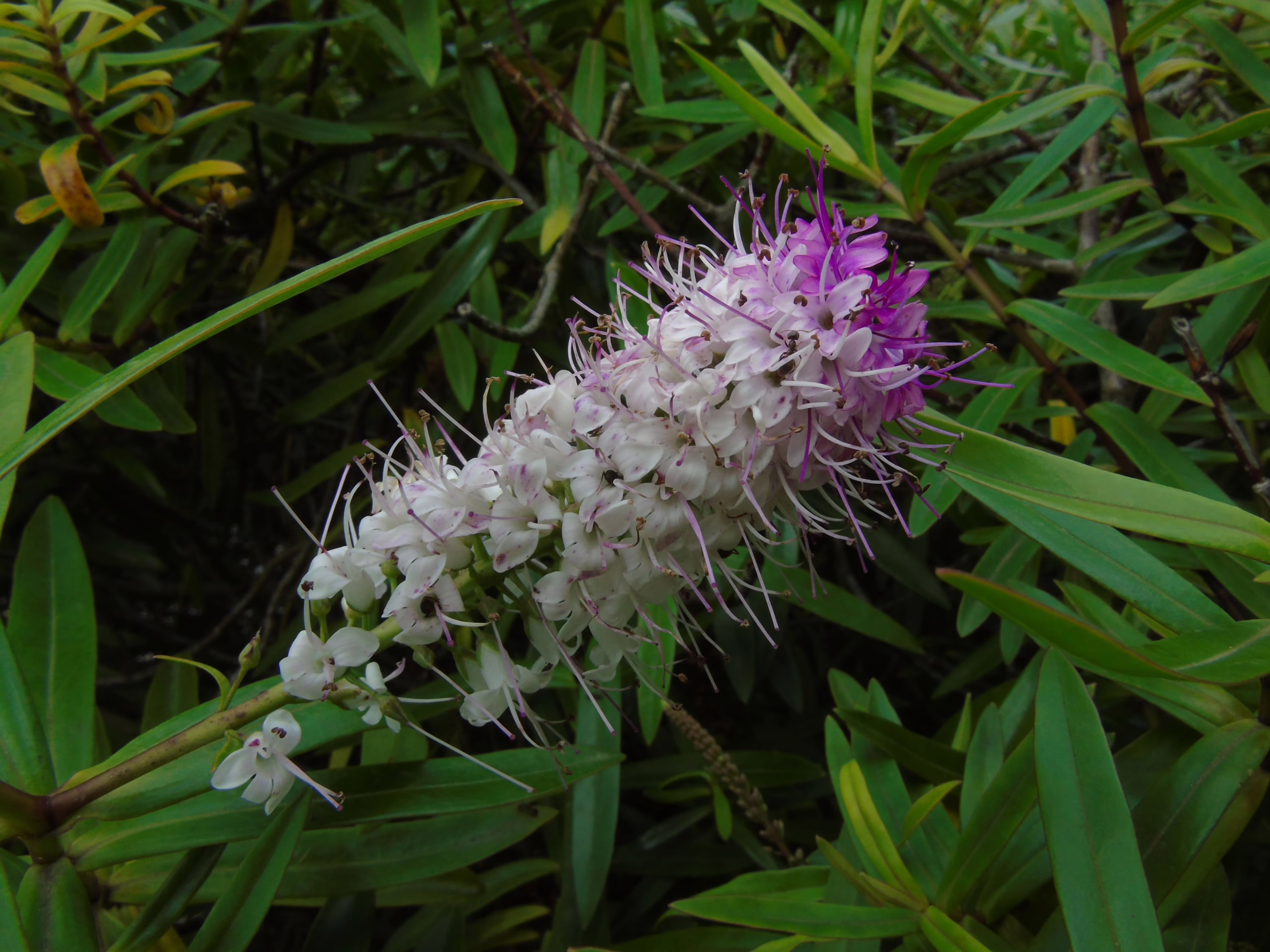Veronica salicifolia plant with a long, tapering flower spike of small white and purple florets, surrounded by lush green foliage