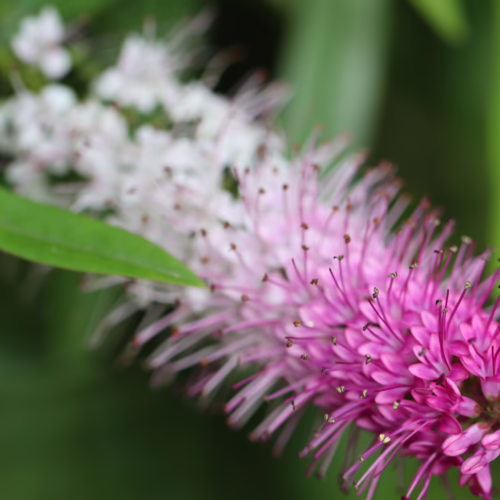 Close-up of a Veronica salicifolia plant's flowering spike, featuring vibrant pink and white florets with delicate stamens against a blurred green background.