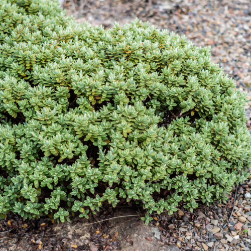 Compact Veronica topiaria shrub with dense, small, light green leaves, creating a rounded mound shape, ideal for rock gardens or borders