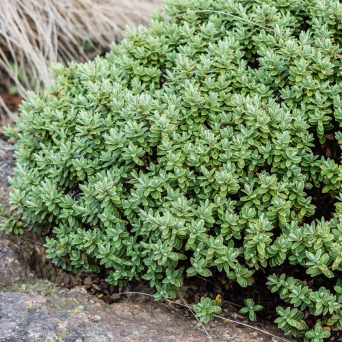 Dense, low-growing Veronica topiaria plant with small, rounded, light green leaves, nestled amongst grey rocks and dry grasses