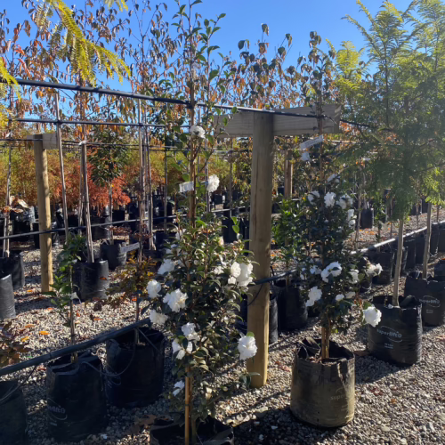 Two Camellia sasanqua 'Avalanche' plants in large black grow bags, showcasing abundant white blooms and glossy green leaves, ready for garden planting.
