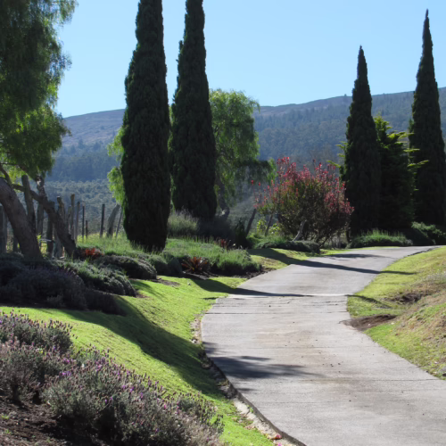 Slender Cupressus sempervirens 'Green Arrow' cypress trees line a winding concrete pathway through a lush, green landscape with lavender and colorful bushes.