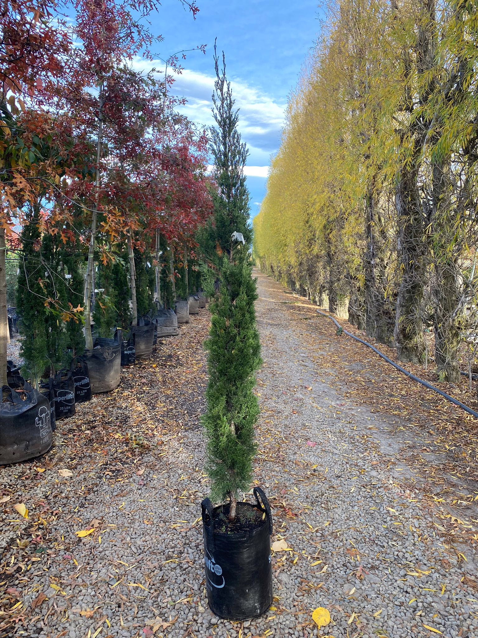 Cupressus sempervirens 'Green Arrow' cypress tree in a black grow bag, showcasing its narrow, upright form in an autumn nursery setting with colorful trees.