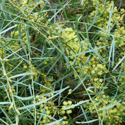 Close-up of weeping acacia, Acacia iteaphylla, with delicate, pale yellow flowers and slender, weeping green foliage creating a dense, naturalistic display.