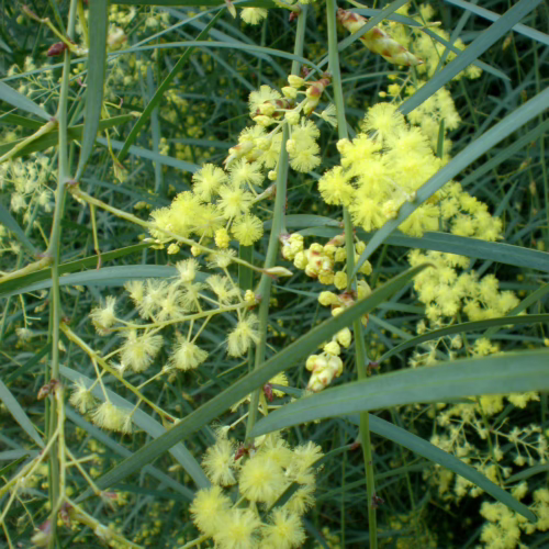Close-up of weeping acacia (Acacia iteaphylla) branches with delicate, fluffy yellow flowers and long, slender green leaves, creating a cascading effect.