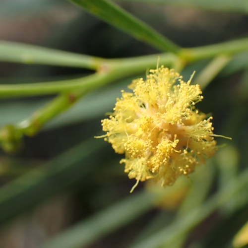 A fluffy, bright yellow Acacia iteaphylla flower ball with delicate petals, set against a blurred background of green foliage and branches.