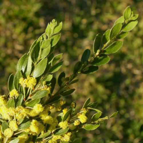 A branch of Acacia vestita, a shrub with bright yellow, fluffy flower clusters and small, oval green leaves.