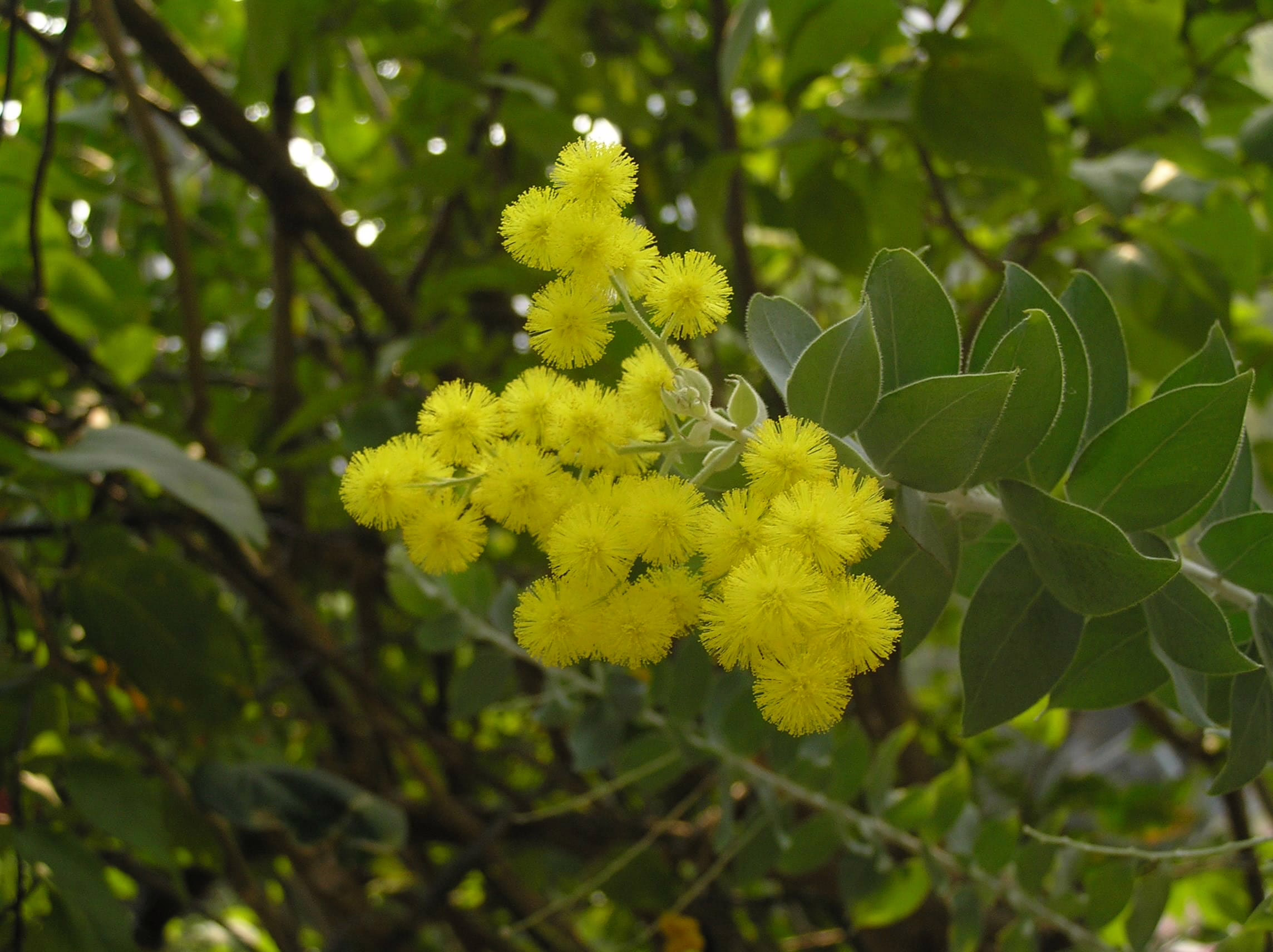 A cluster of bright yellow, fluffy Acacia vestita flowers with delicate green leaves in the background.