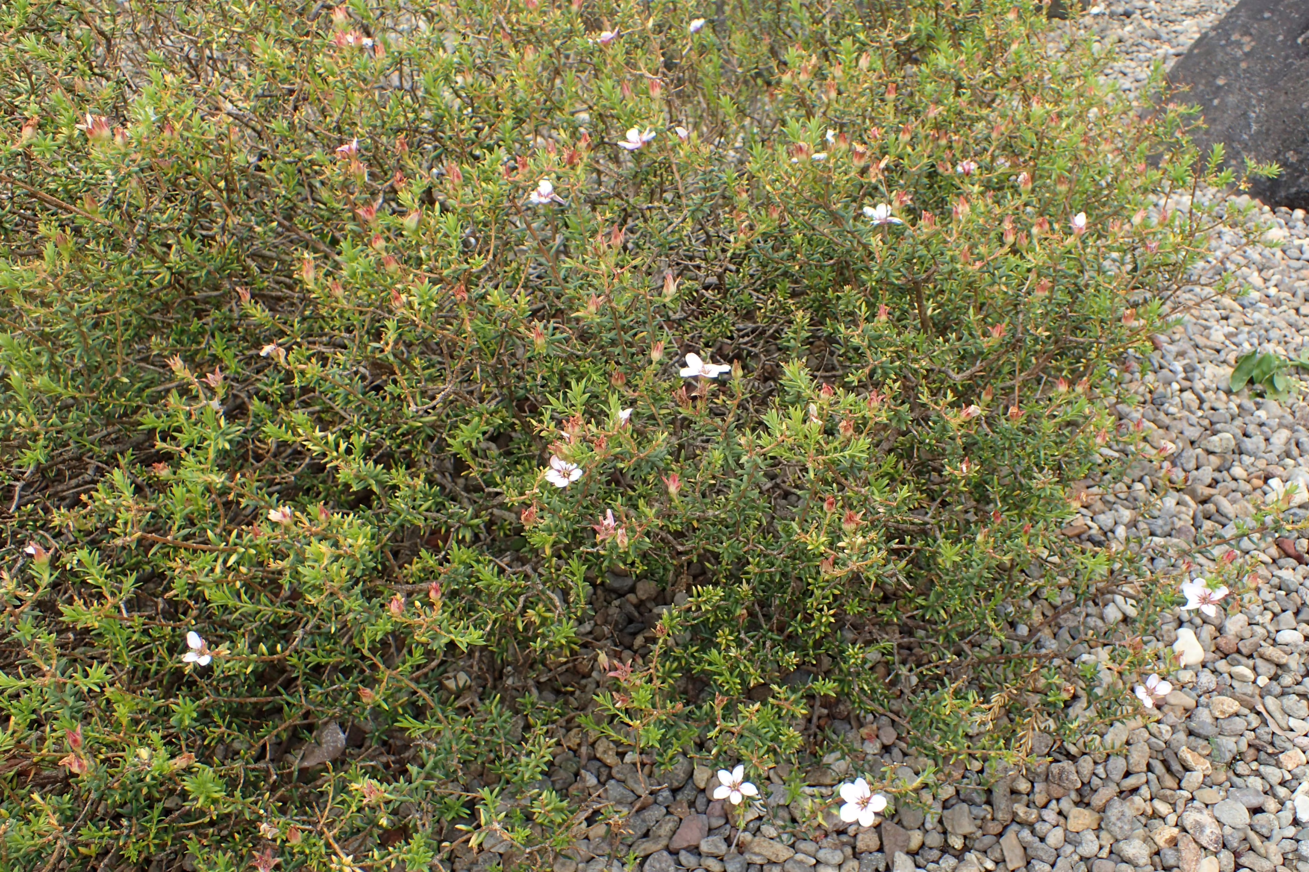 Adenandra uniflora shrub with dense green foliage and small white flowers blooming amongst grey pebbles.