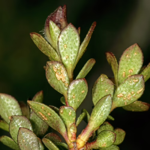 Close-up of Adenandra uniflora leaves, showing their green color with small, raised brown spots and a slightly waxy texture.