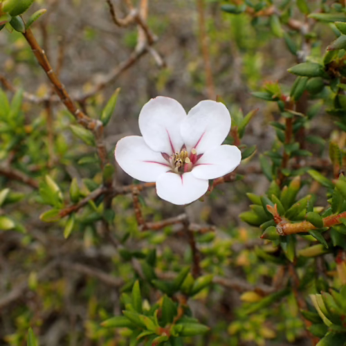 Delicate white Adenandra uniflora flower with red markings and green foliage, showcasing its intricate petals and central stamens.